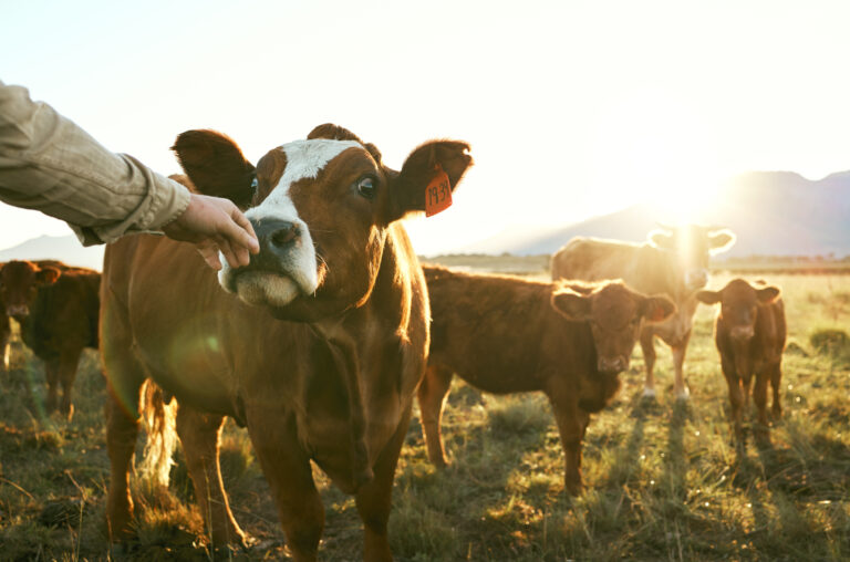 Trazabilidad: La «patente» que identifica a cada animal a distancia