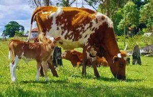 Bovino Criollo, entre las razas con resistencia natural a la garrapata