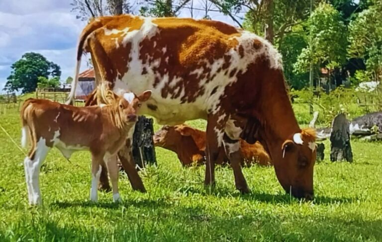 Bovino Criollo, entre las razas con resistencia natural a la garrapata