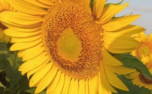 Intención de siembra de girasol para la campaña 2026/27