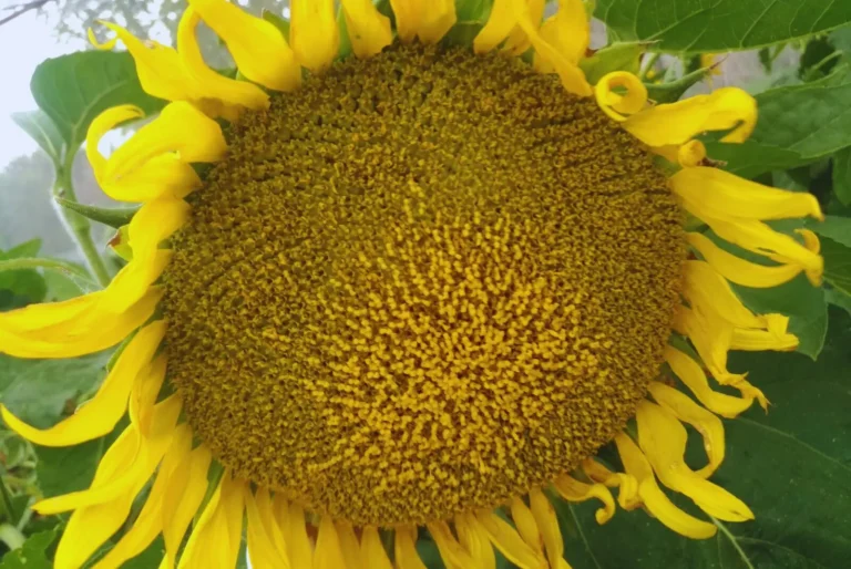 Desarrollan el primer modelo de inteligencia artificial para monitorear el girasol