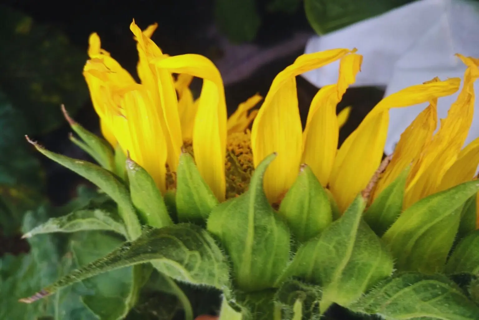 Girasol: El cultivo que gana terreno y rinde más