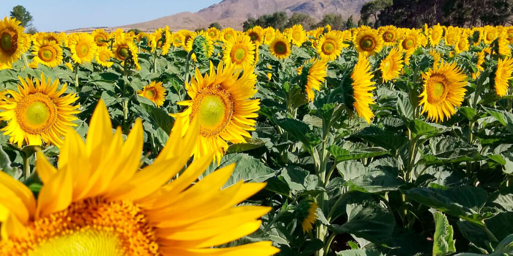 Girasol y malezas: un desafío que exige estrategia