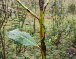 Granizo en yerbales: Claves para evaluar daños y recuperar las plantas