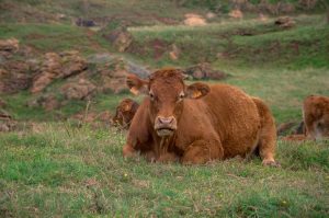 «Hoy la carne es un ancla a los índices de precios de los alimentos»