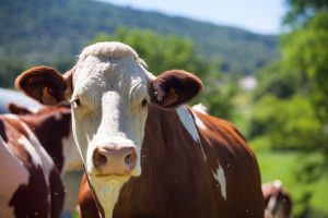 Congreso Nacional de Entes y Fundaciones de Lucha Sanitaria Animal