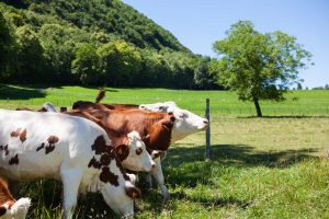 ¡Agendá! Regresan las Jornadas Internacionales del CVPBA