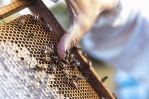 $1.500 millones en financiamiento para productores apícolas