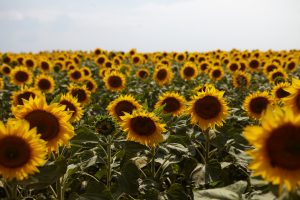 A pesar de las lluvias de la última semana, se da por finalizada la cosecha de Girasol 2023/34