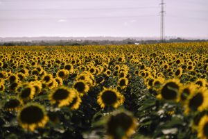 Girasol: ¿Cuáles son los costos ante la expectativa de reacomodamiento de precios?