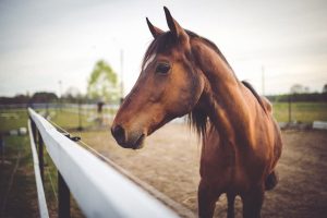Nuevo certificado obligatorio de vacunación equina