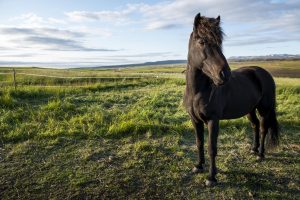 Ordenan vacunación obligatoria contra encefalomielitis para todos los caballos con al menos dos meses de vida