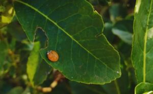 Aliados naturales: estrategias sustentables para proteger los yerbale