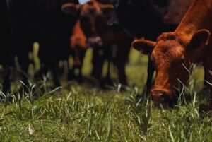 Nuevo enfoque para el control de la tuberculosis bovina