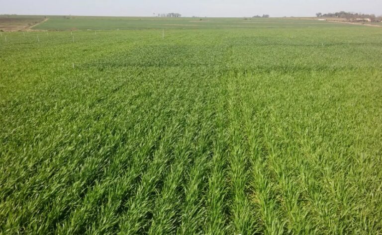 Cómo preparar la próxima campaña: suelos, agua y fertilización