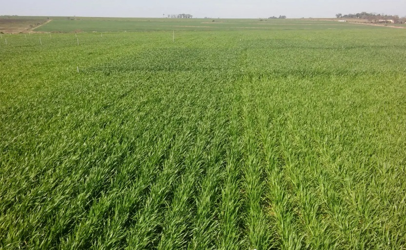 Cómo preparar la próxima campaña: suelos, agua y fertilización