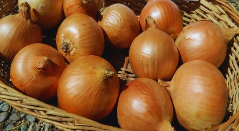Salió una nueva variedad de cebolla