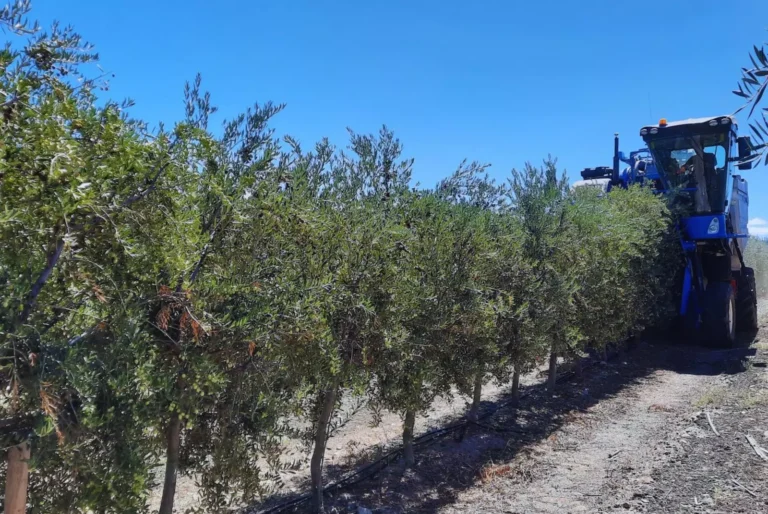 Olivo: Logran ahorrar hasta 13% de agua en plantaciones superintensivas sin afectar la producción