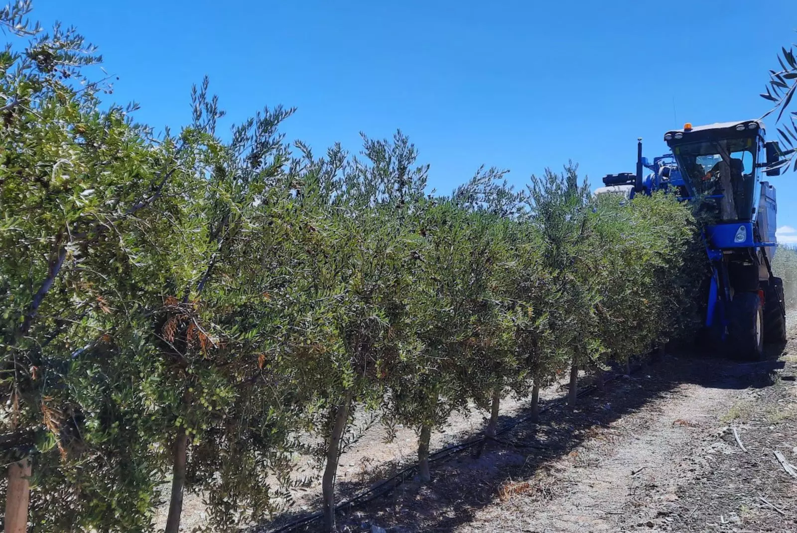 Olivo: Logran ahorrar hasta 13% de agua en plantaciones superintensivas sin afectar la producción