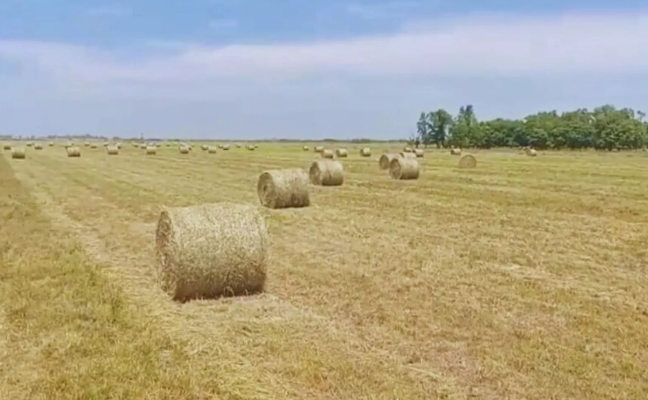 Reservas forrajeras: Cómo aprovechar los excedentes