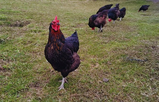 Innovación tecnológica para incrementar la producción de huevos durante el invierno