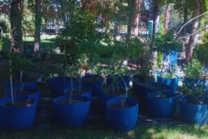 Revolución hídrica en la estepa: reutilizan agua industrial para espacios nativos