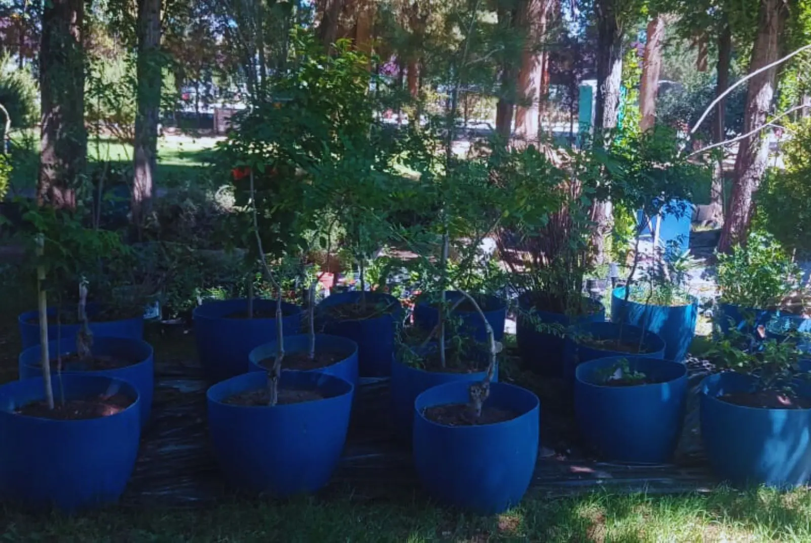 Revolución hídrica en la estepa: reutilizan agua industrial para espacios nativos