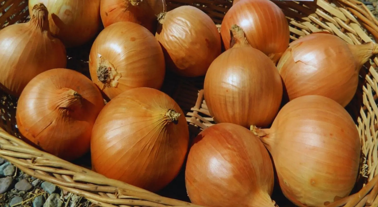 Salió una nueva variedad de cebolla