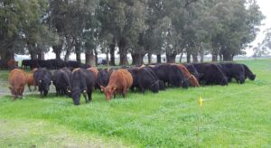 Invernada pastoril: Costos en kilos más bajos