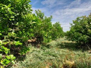 Cubiertas verdes y sombra, liados clave para la productividad de la yerba mate