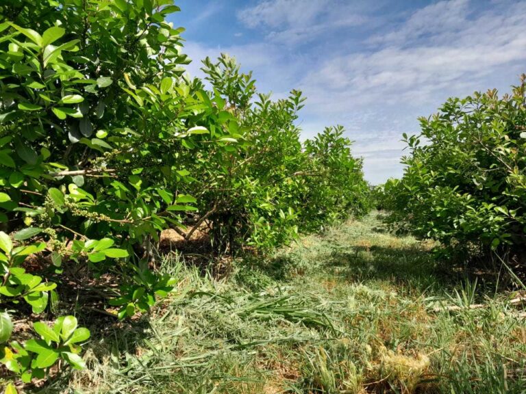Cubiertas verdes y sombra, liados clave para la productividad de la yerba mate