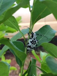 Primavera, tiempo de observación y erradicación del «taladro» de la yerba mate