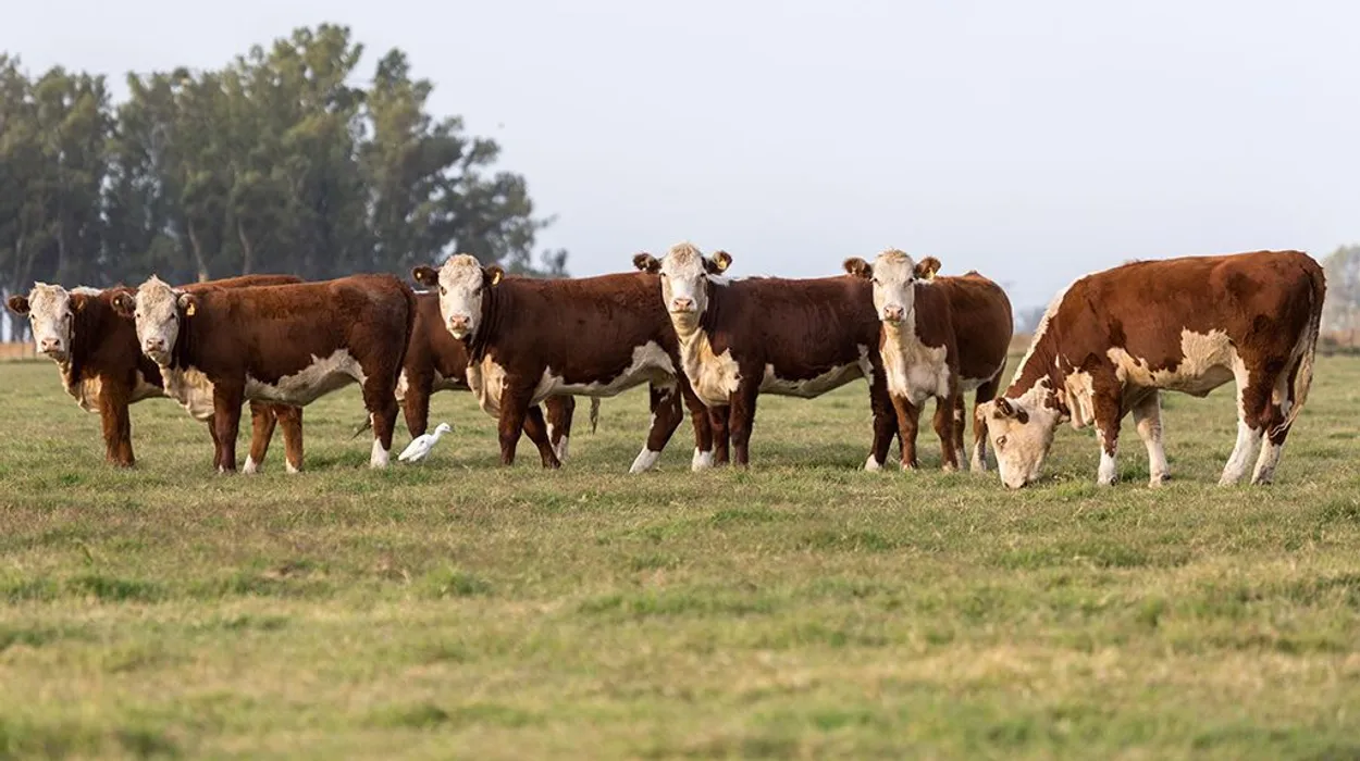 Se presentó el Manual de Bienestar Animal
