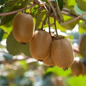 Saladillo apuesta al kiwi y marca un hito regional