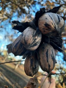 Las nueces pecan tienen su oasis entre lagunas y las tierras más fértiles del país
