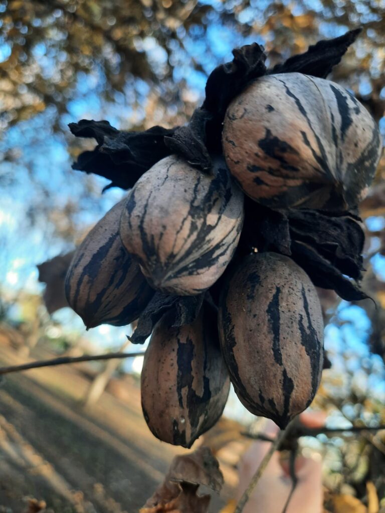 Las nueces pecan tienen su oasis entre lagunas y las tierras más fértiles del país