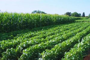 Ensayos de larga duración, fundamentales para la agricultura del futuro