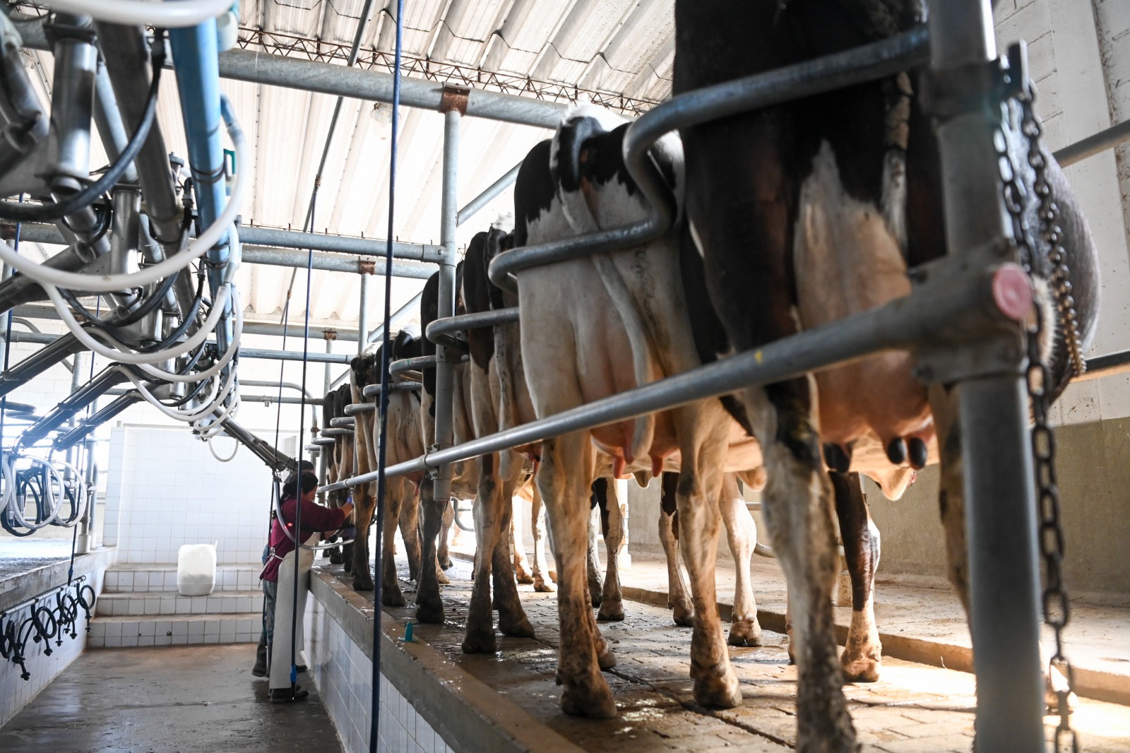 Tambo: Suben los costos medidos en litros y cae el precio de la leche en la previa al pico estacional
