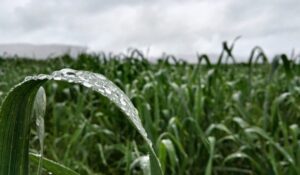 Cayeron entre 200 y 500 mm en el NE bonaerense en mayo, y compromete la siembra triguera