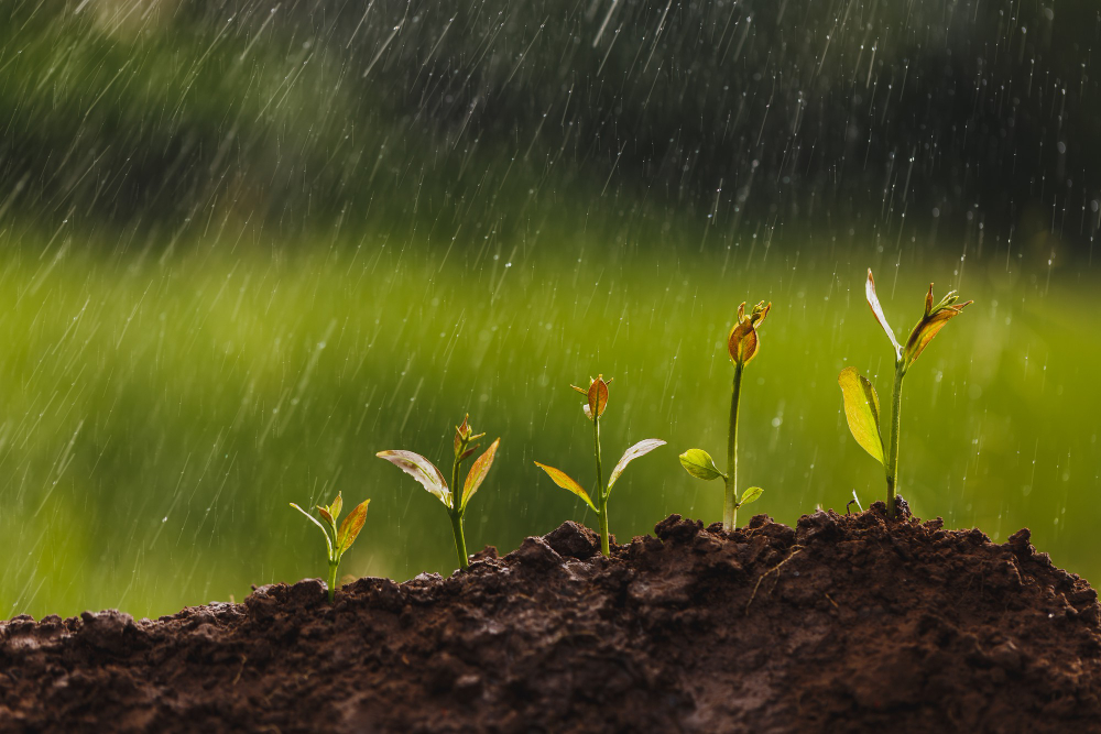 ¿Cómo afectaron las lluvias intensas en la cosecha?