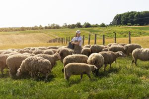 Aprobaron la exportación de pequeños rumiantes y material genético a Chile