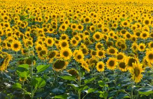 Realizarán una jornada sobre genética y Girasol en Mar del Plata