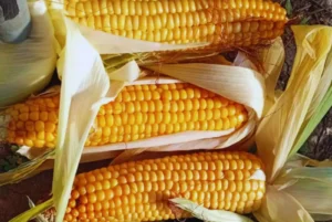 Avanzan los ensayos con maíz para zonas frías