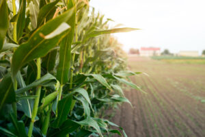 El precio en dólares del maíz para el productor está en máximos desde 2016