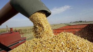 Las exportaciones de maíz se desaceleran en septiembre