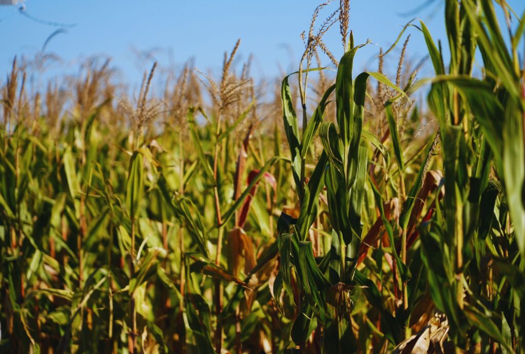Con más agua, el maíz pide ajustar el manejo