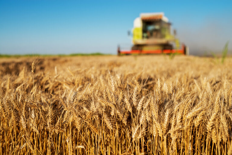 Maíz tardío sin cosechar y trigo adelantado: Se necesita tiempo frío y seco con urgencia - Expoagro - Edición YPF Agro