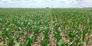 Maíz en el NEA: las claves para el éxito en la elección de híbridos