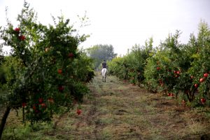 El desafío de plantear fruticultura como alternativa de negocio en la pampa húmeda