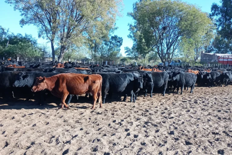 Regiones áridas: prevenir para sostener la producción